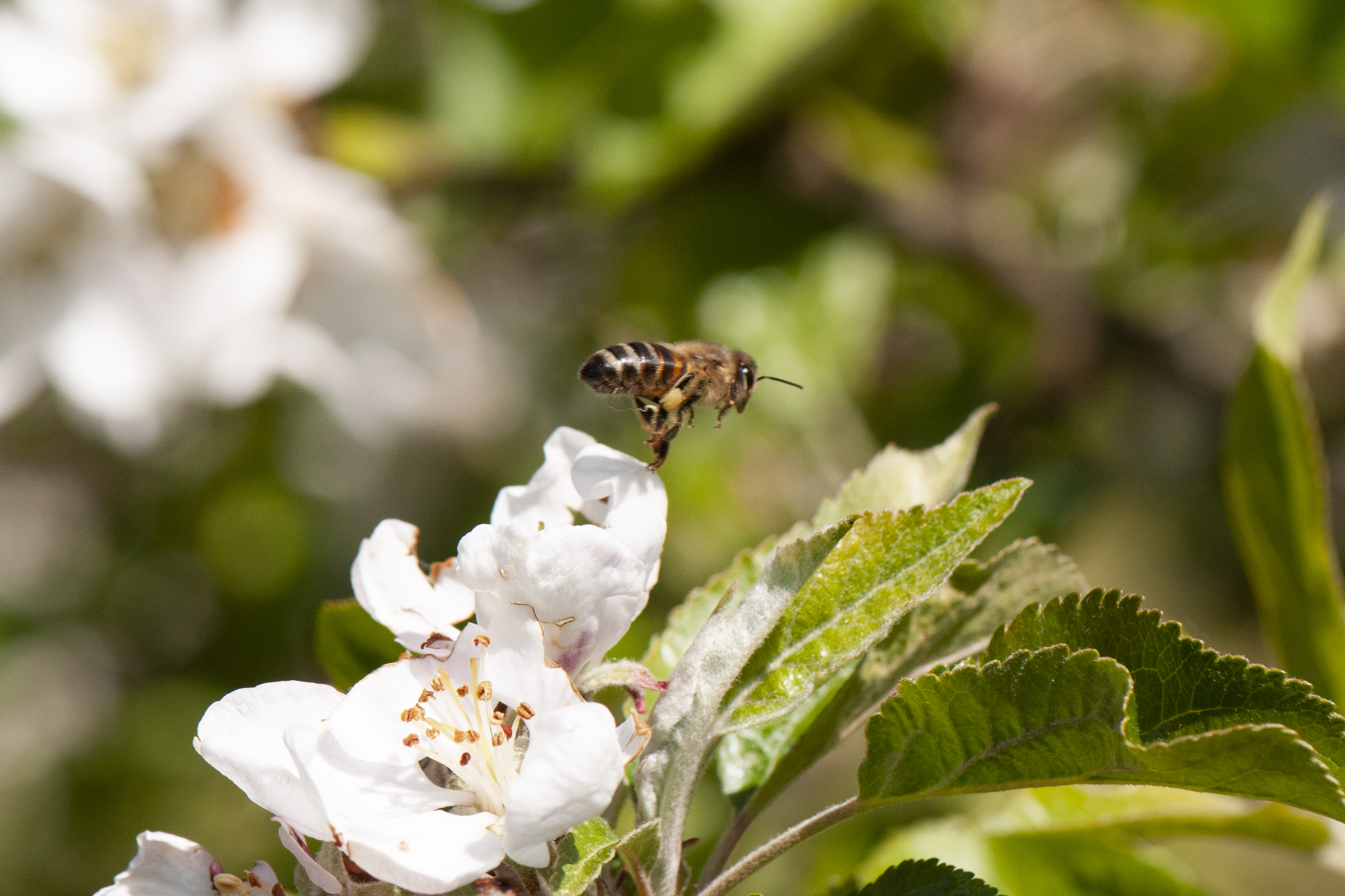 På vej til næste blomst